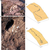 Oldest Human Footprints