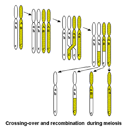 Crossing over and recombination during meiosis